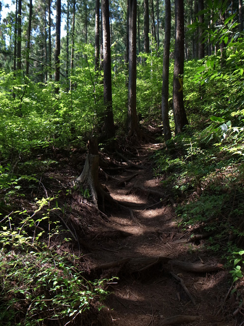 木漏れ日が照らす山道を登る