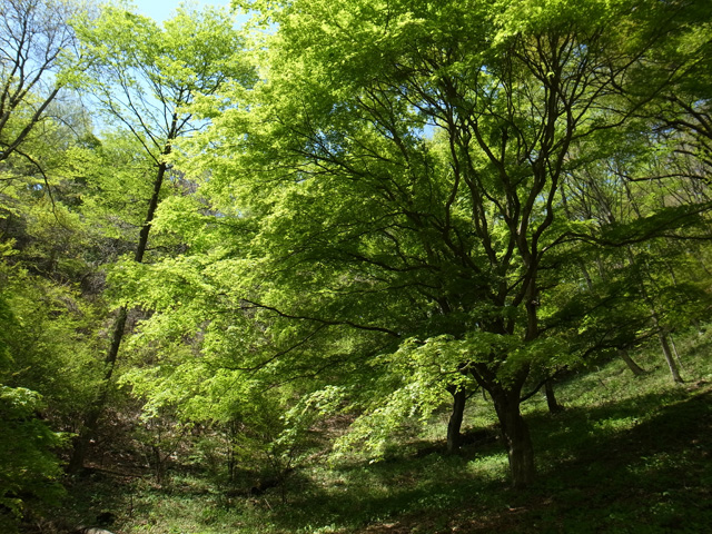 陣馬山の新緑の森