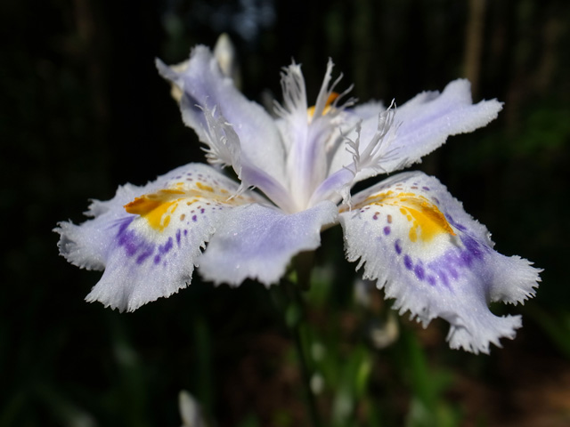 シャゲの花