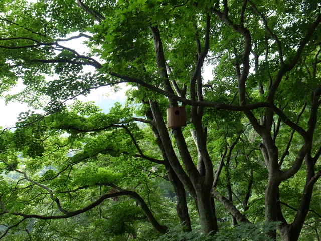 大きな木にかけられていた巣箱