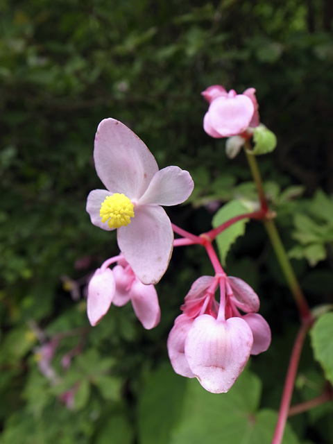 参道に咲いていたシュウカイドウの花