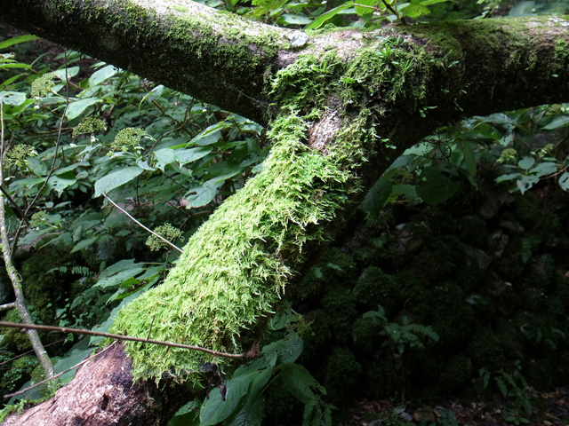 苔むした倒木の幹