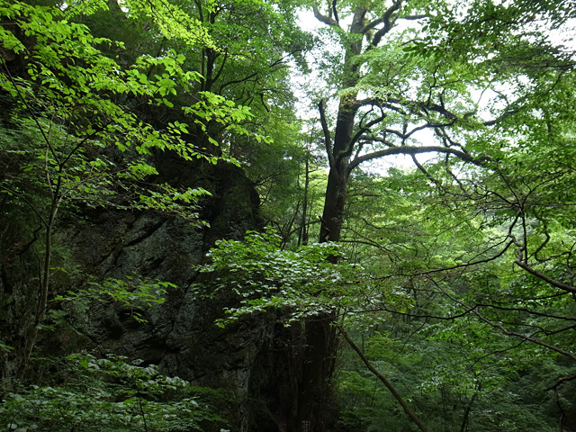 鬱蒼と茂る森