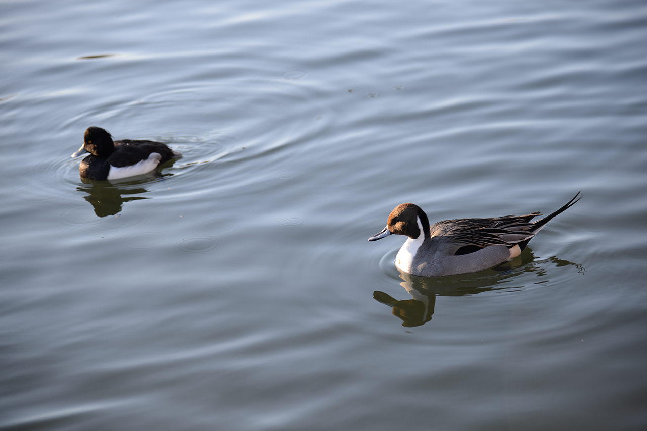 池に浮かぶ水鳥